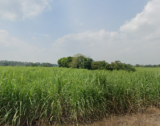 Cañaveral